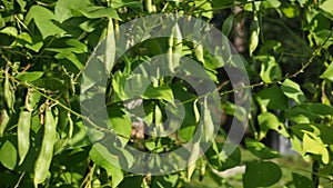 Green kidney bean growing on farm in HD VIDEO.Â Bush with bunch of podsÂ of haricot plant.